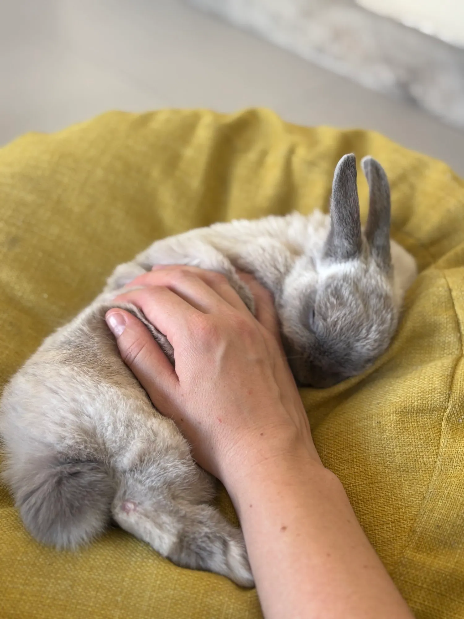 A memorable moment with a pet in our care (2)