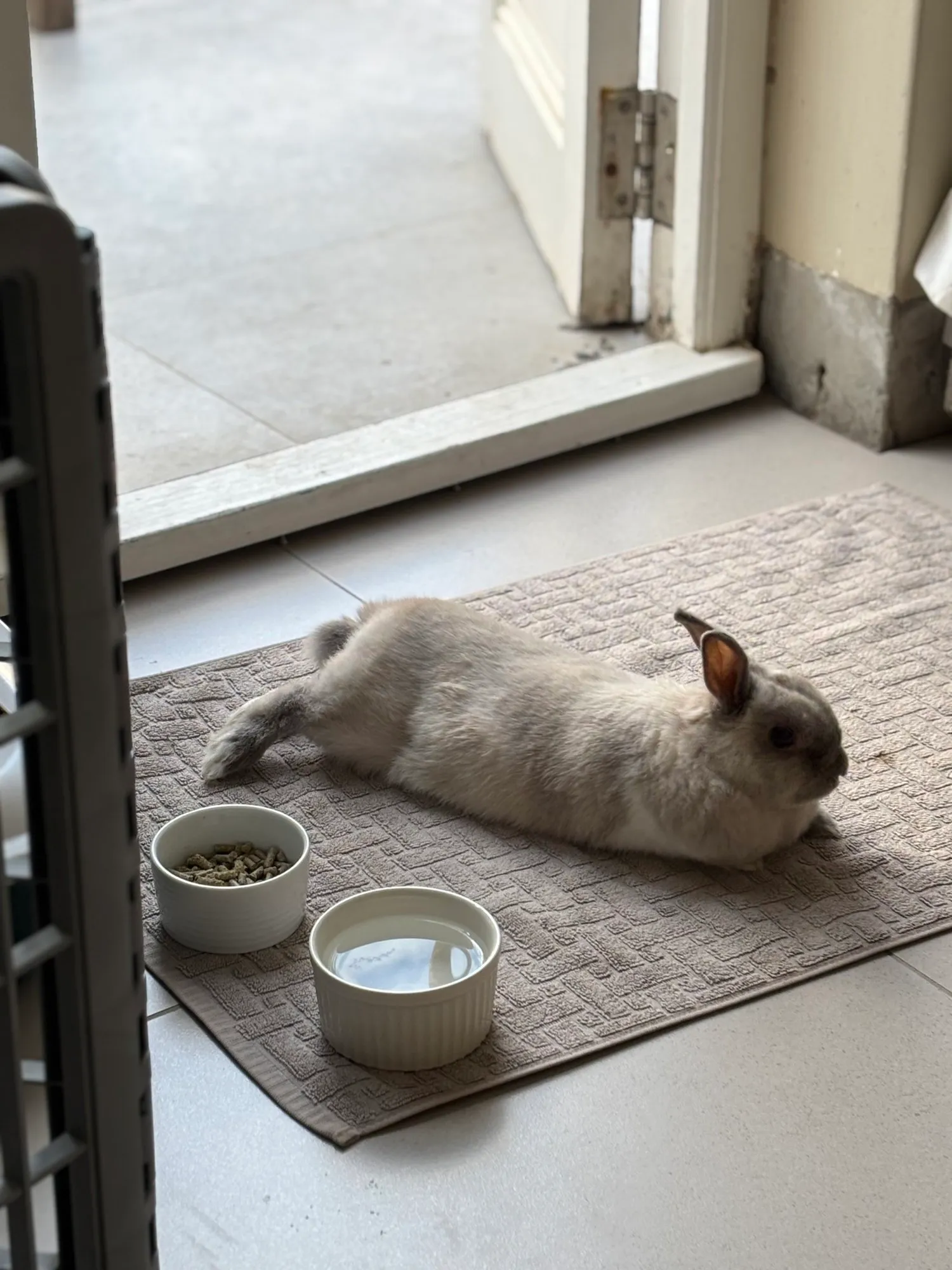 A memorable moment with a pet in our care (3)
