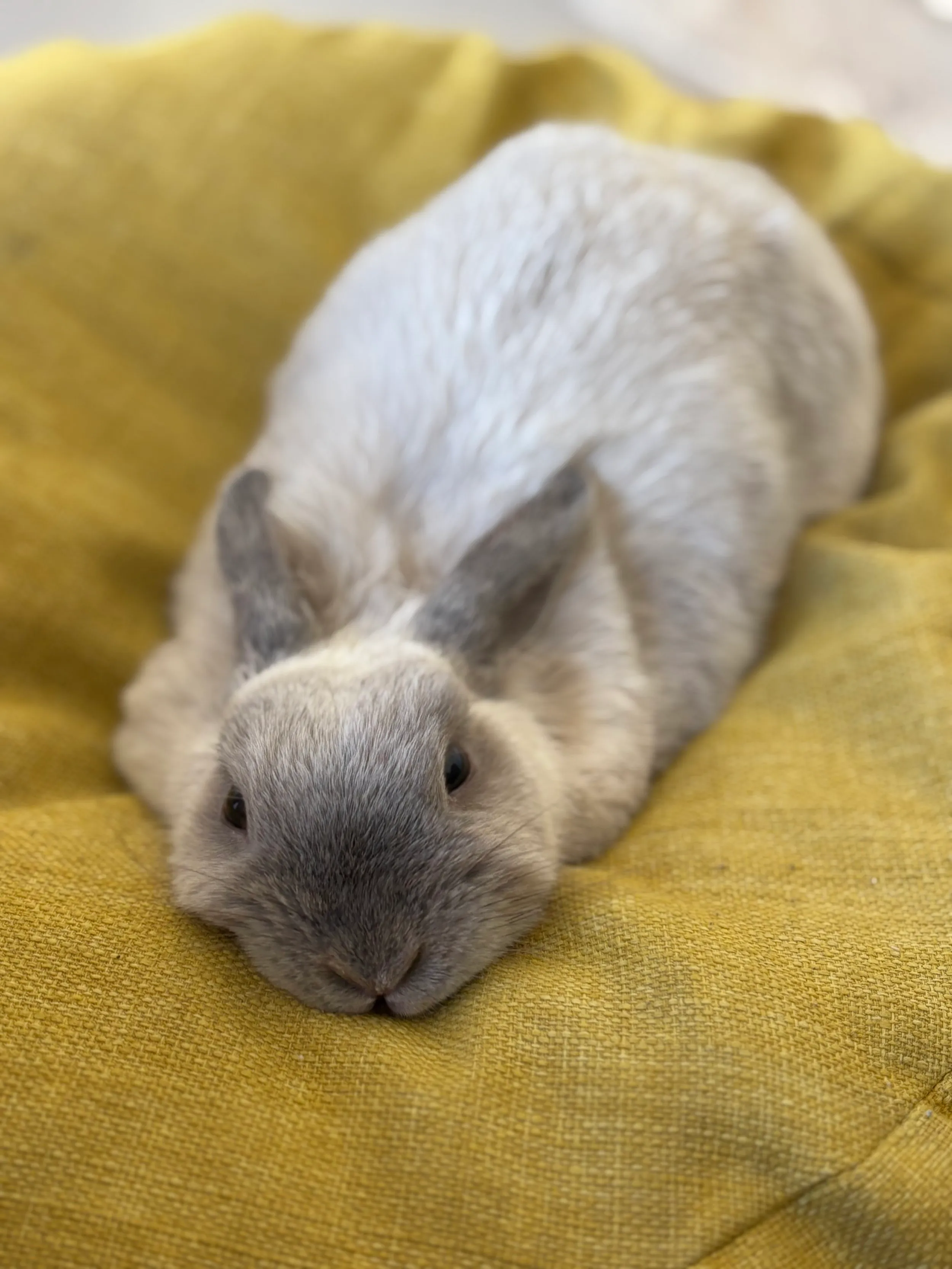 A grey rabbit resting on a yellow blanket