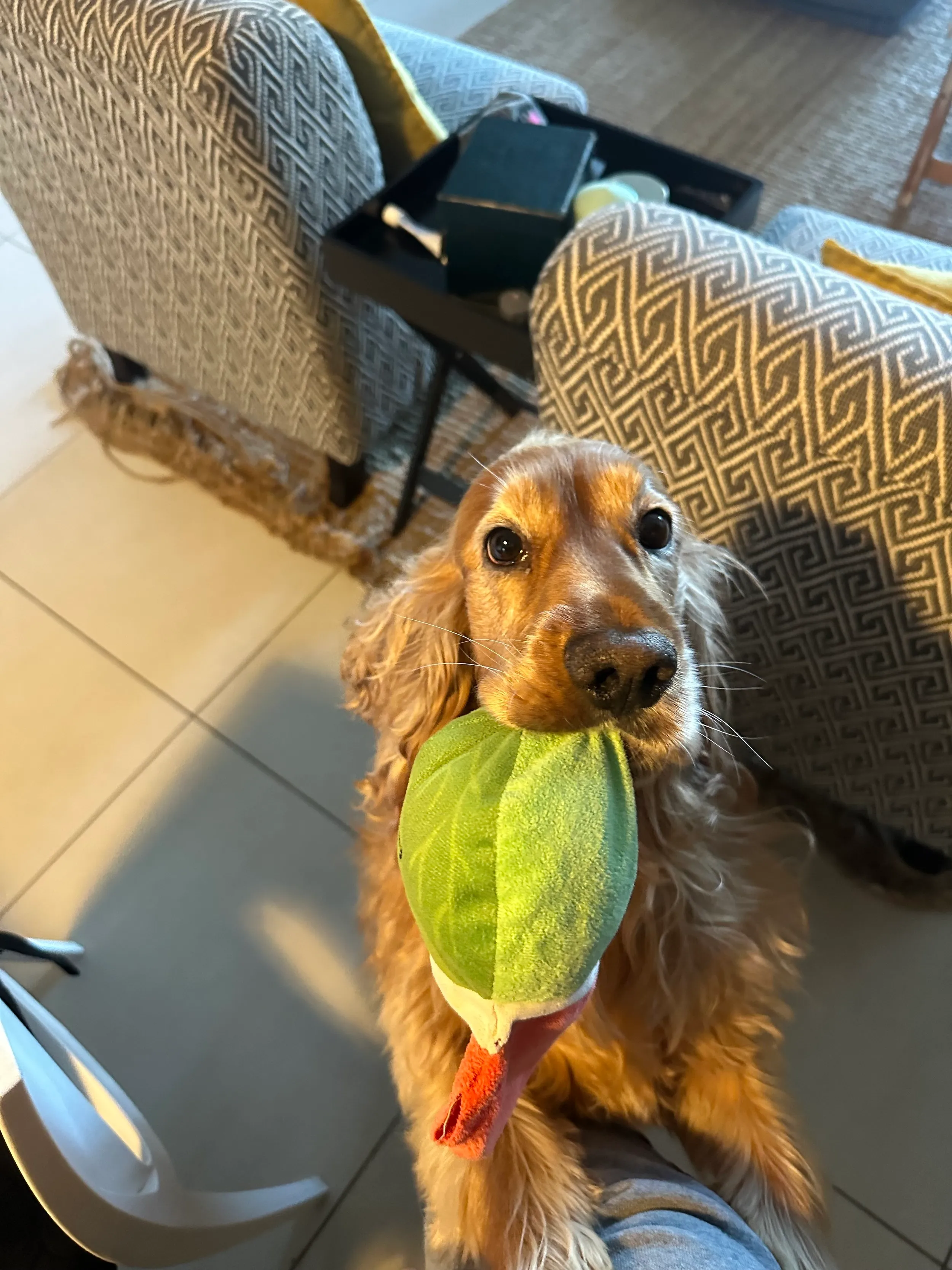 A cocker spaniel holding a green toy
