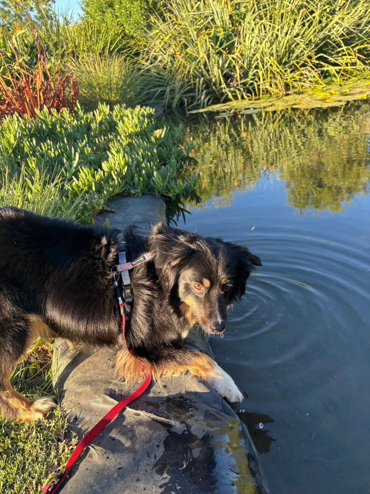 A memorable moment with a pet in our care (13)