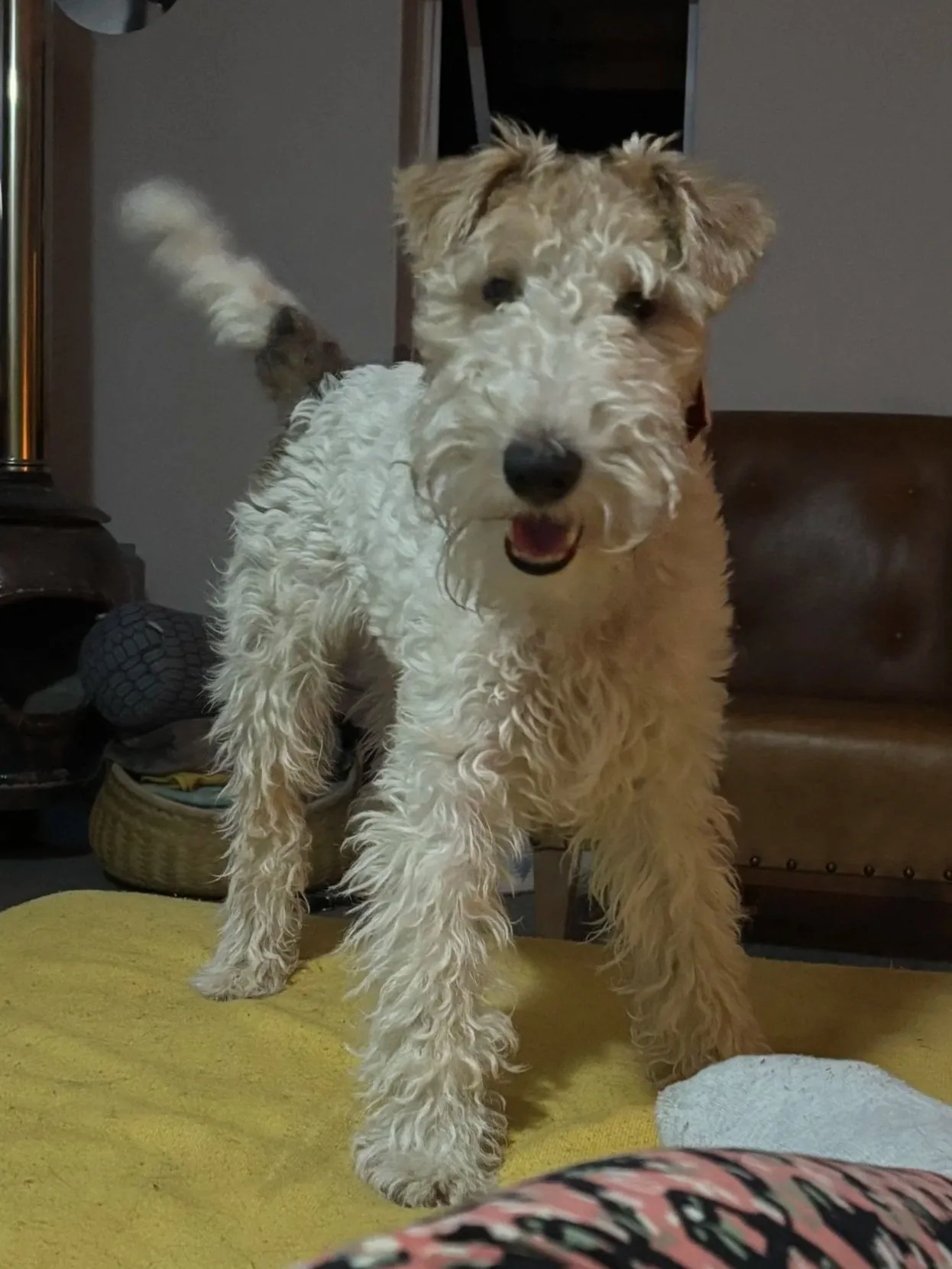 A memorable moment with a pet in our care (14)