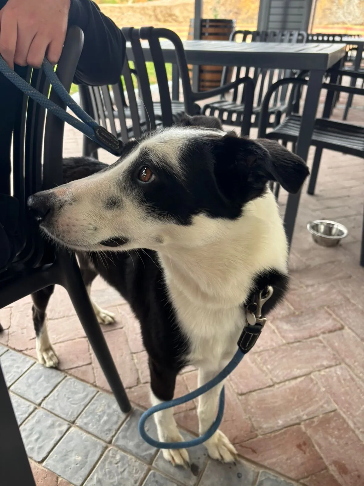 A memorable moment with a pet in our care (15)