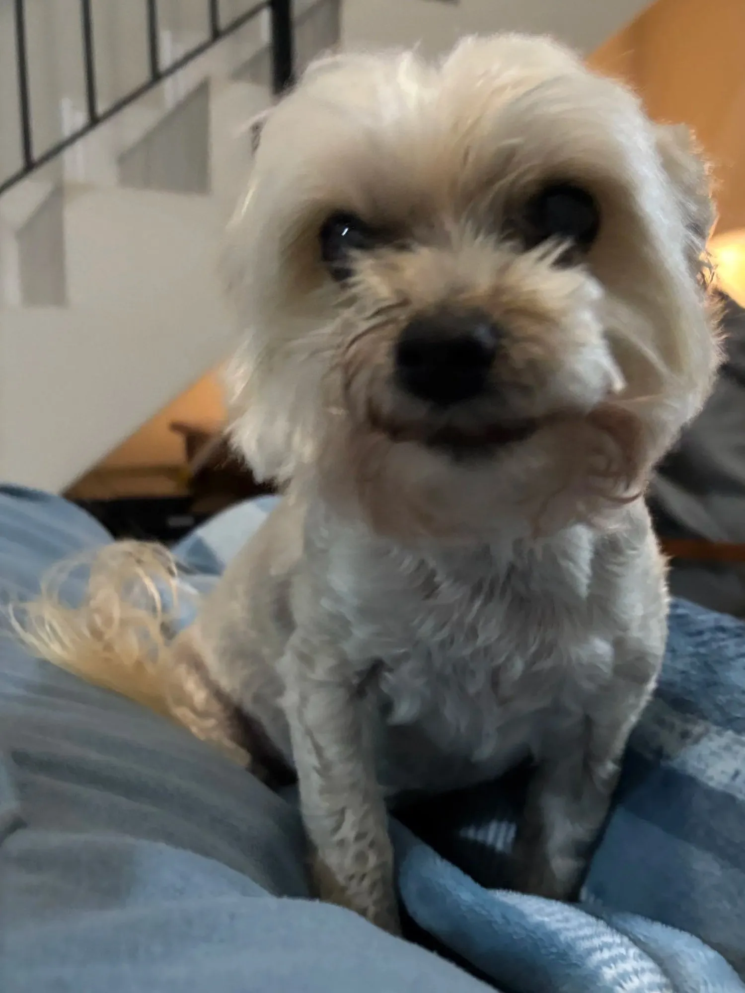 A memorable moment with a pet in our care (17)