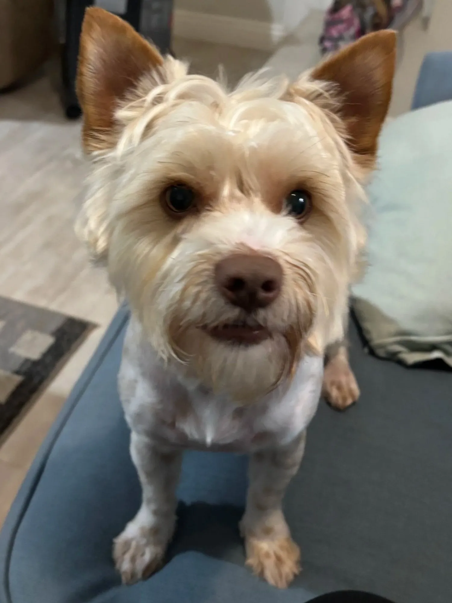 A memorable moment with a pet in our care (18)