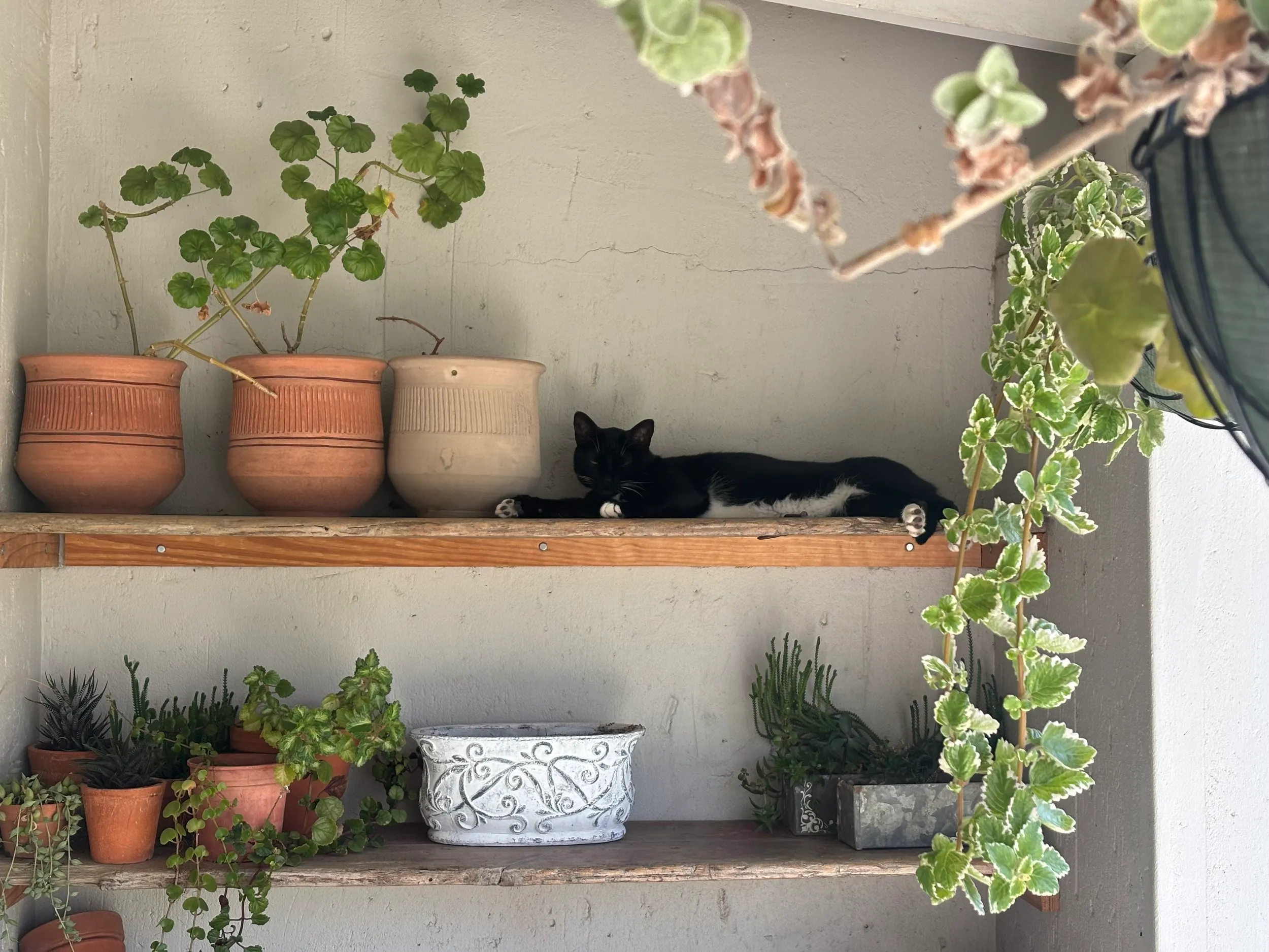 A black and white cat on a plant shelf