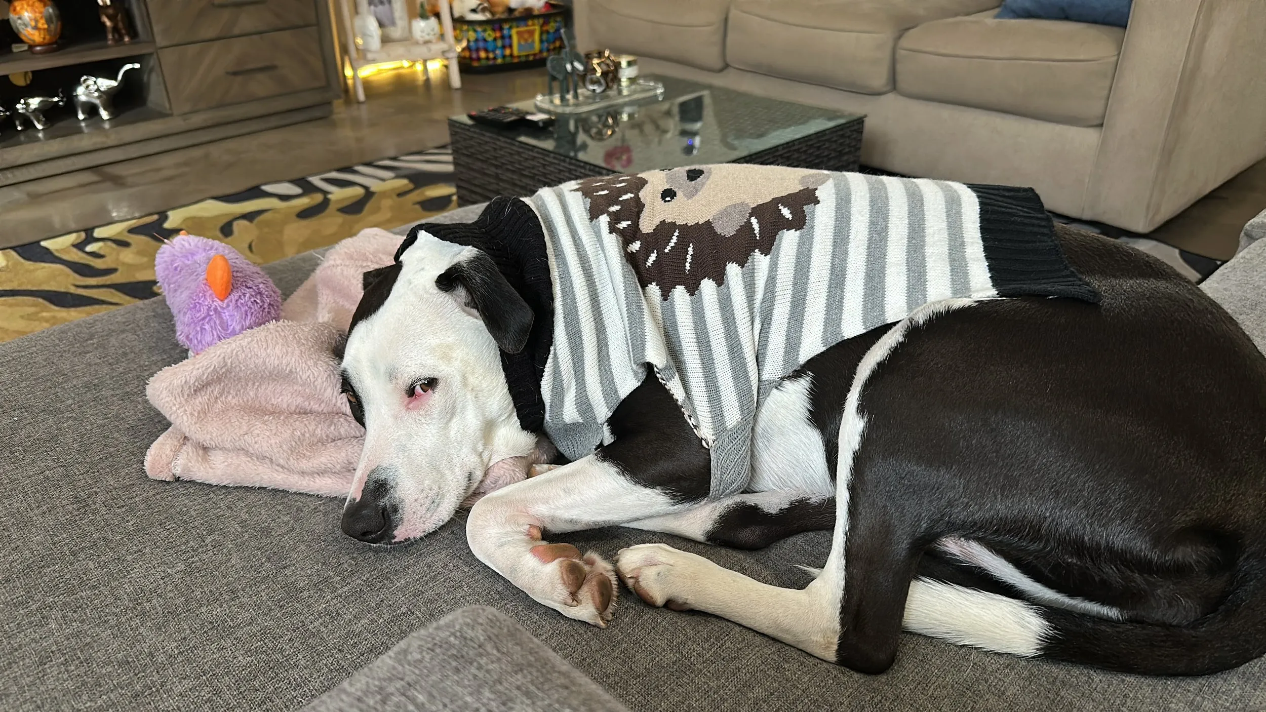 A dog in a striped jumper resting on a sofa