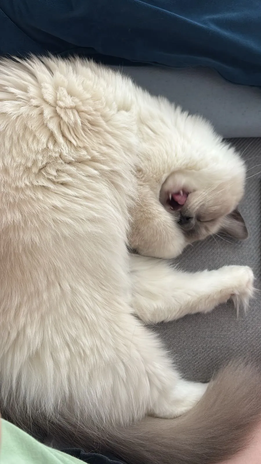 A memorable moment with a pet in our care (21)