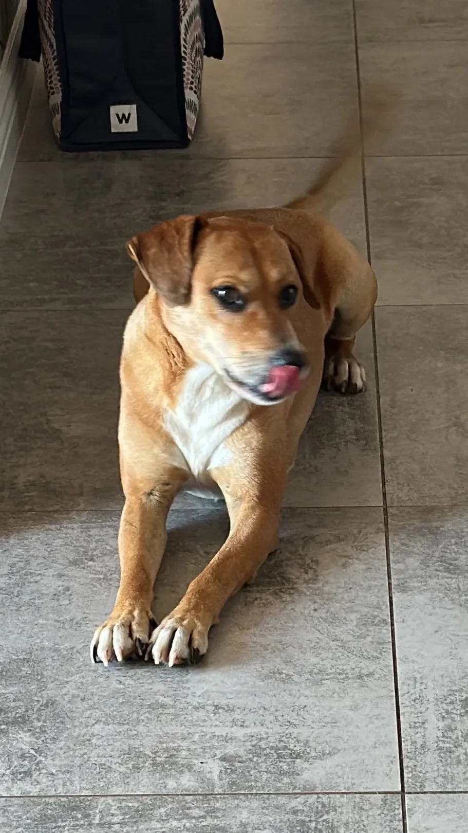 A memorable moment with a pet in our care (22)