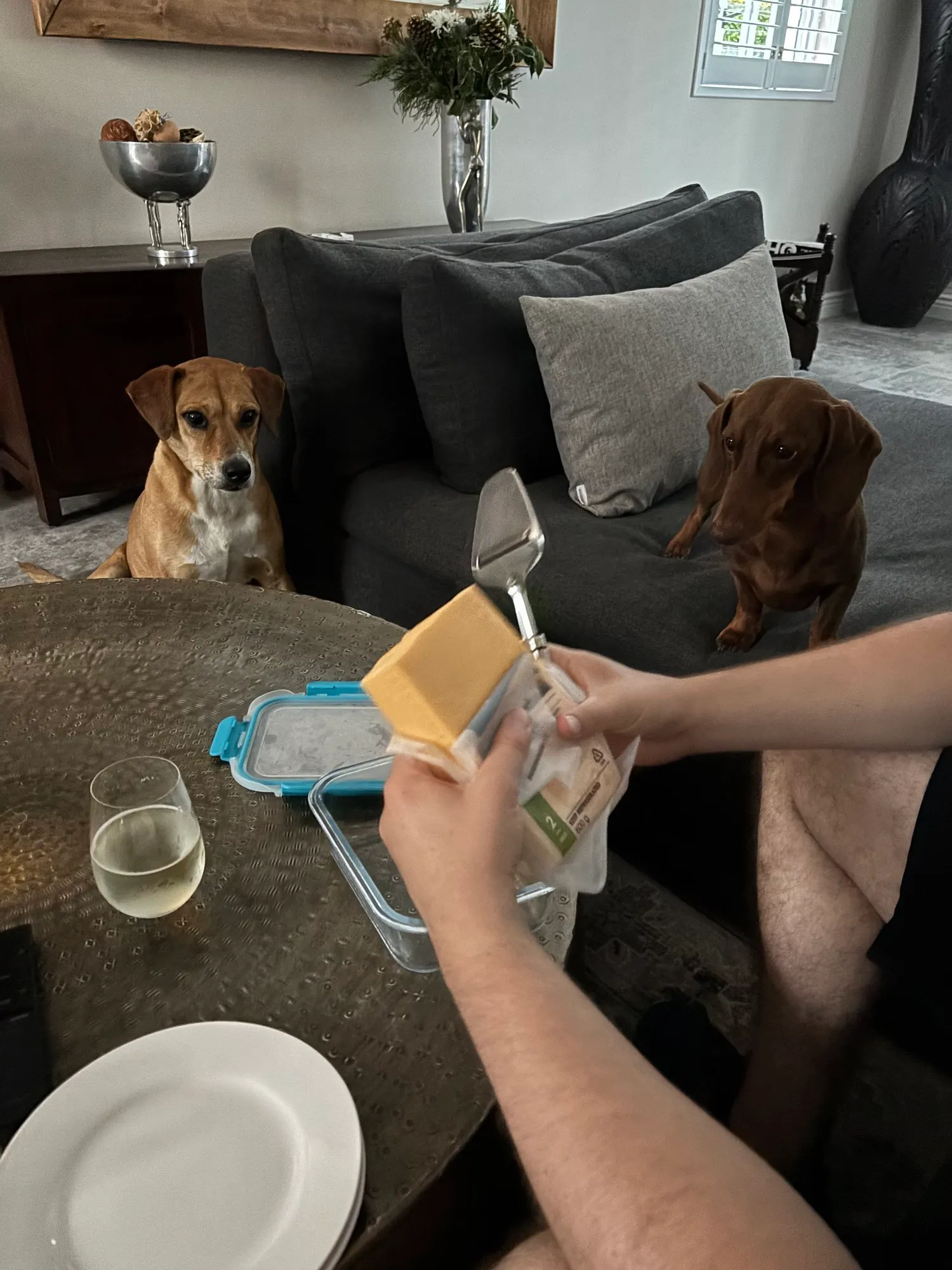 A memorable moment with a pet in our care (23)