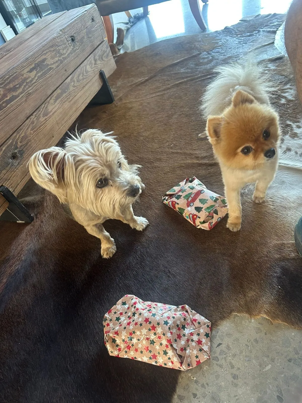 A memorable moment with a pet in our care (25)