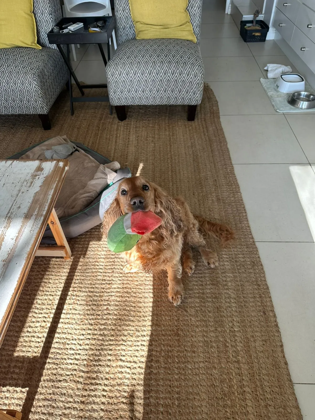 A memorable moment with a pet in our care (27)