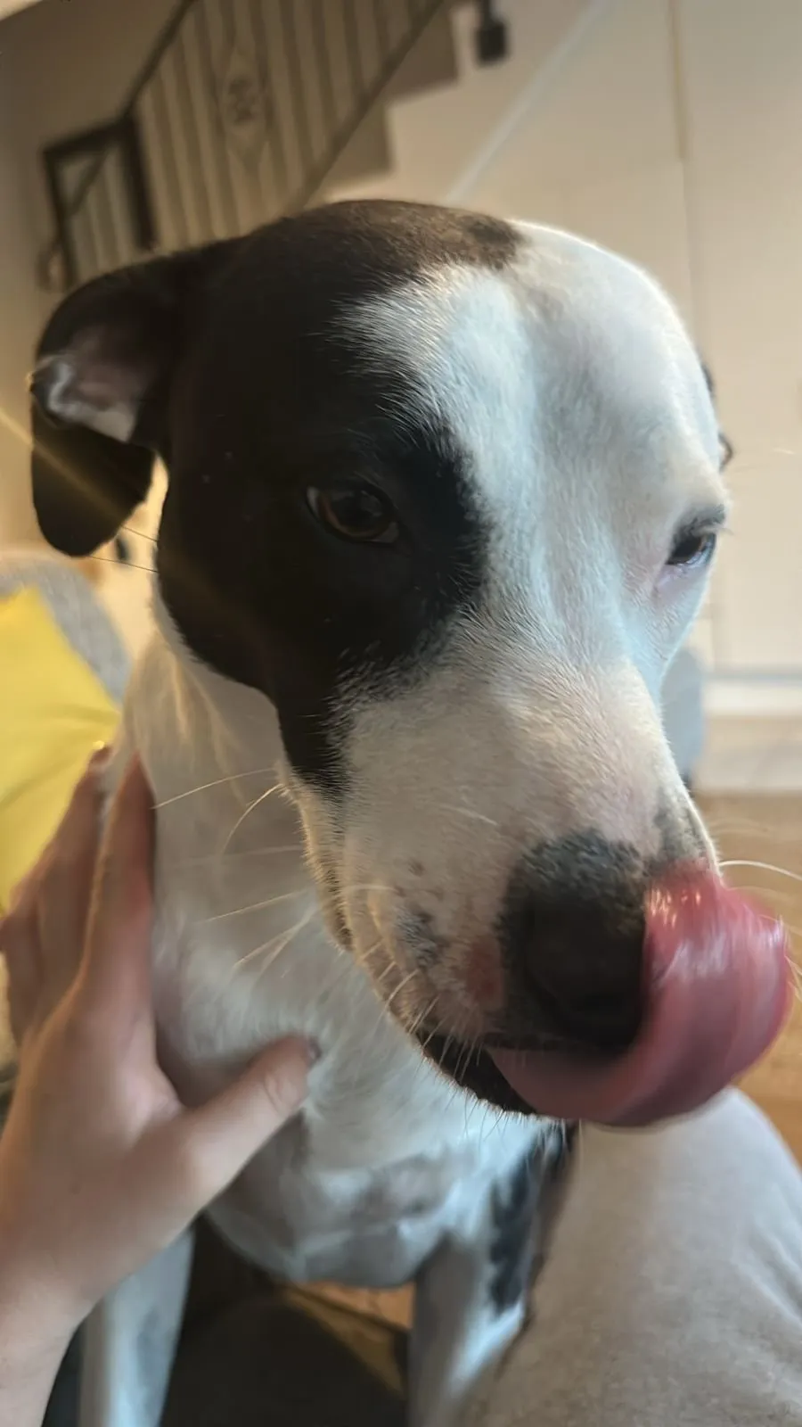 A memorable moment with a pet in our care (28)