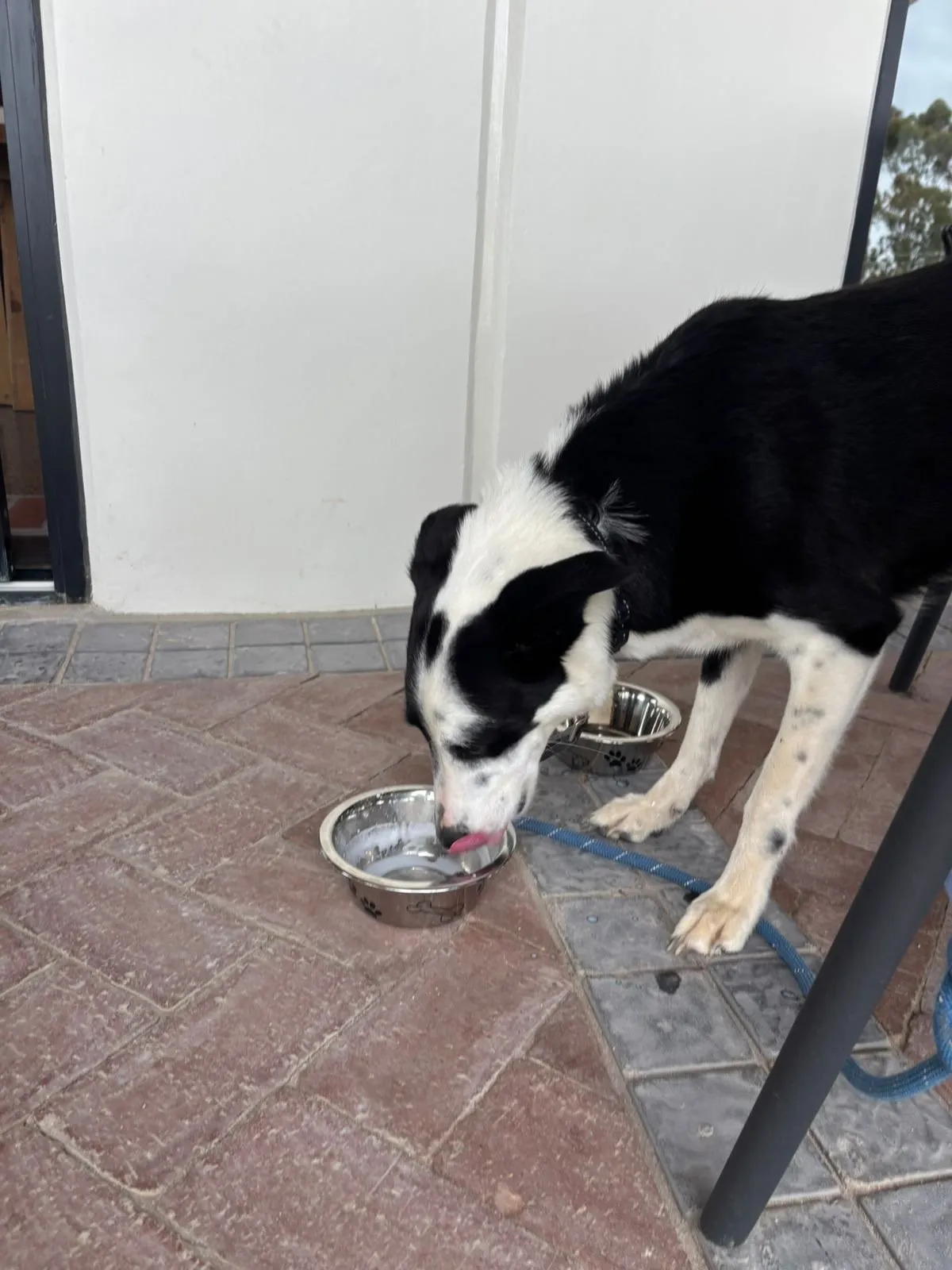 A memorable moment with a pet in our care (29)