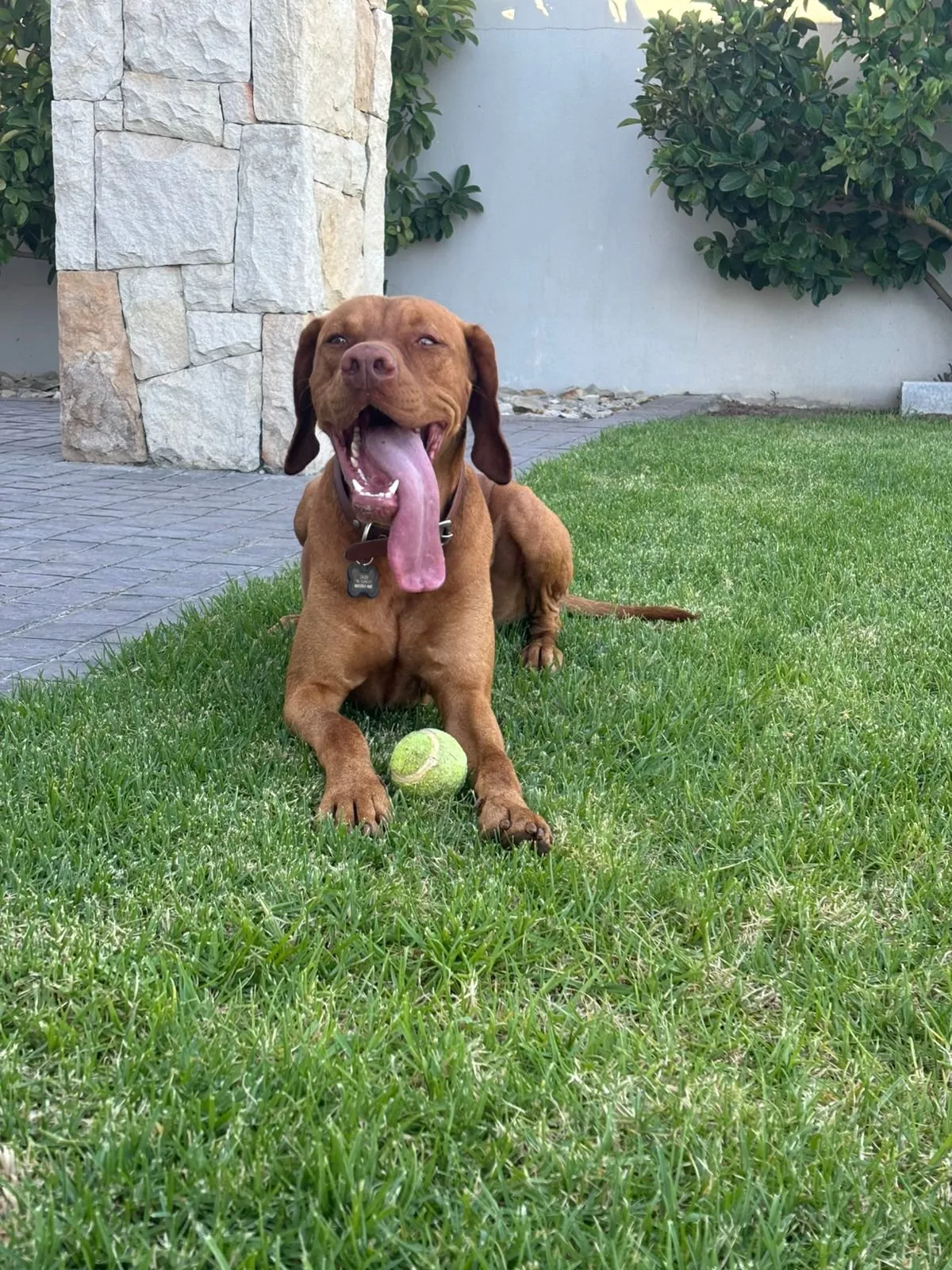 A brown dog lying on a lawn with a tennis ball