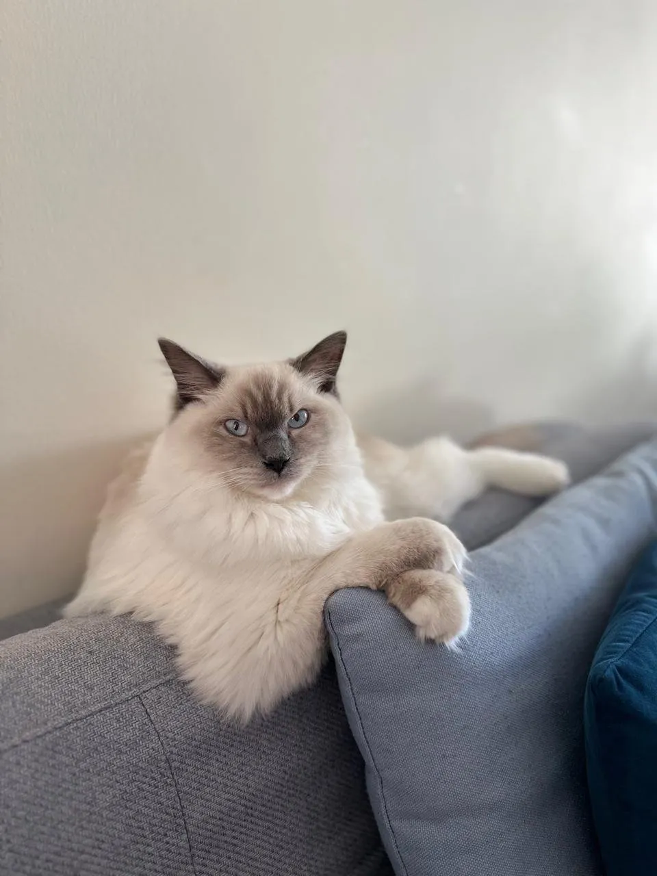 A Siamese cat on a sofa