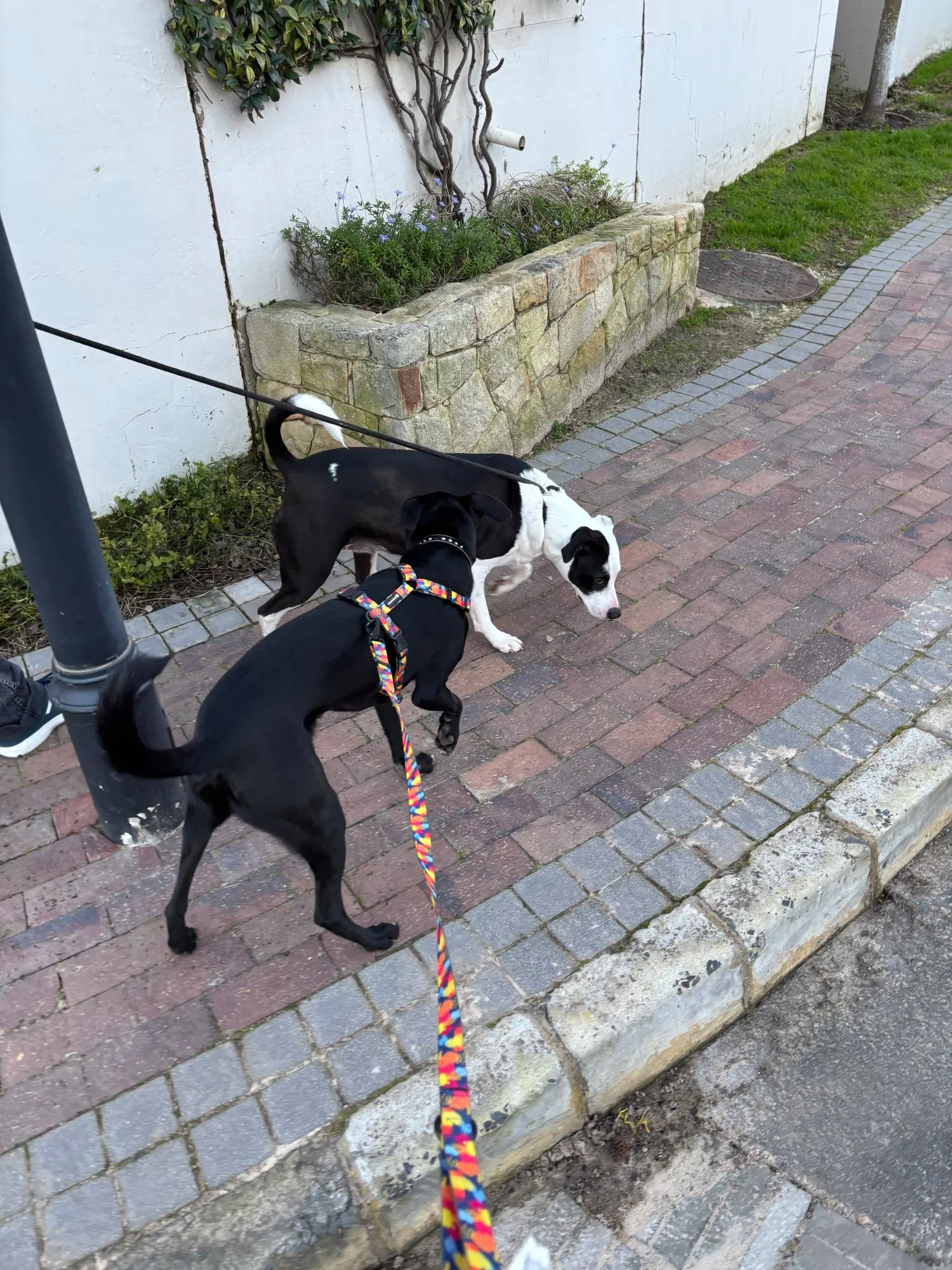 A memorable moment with a pet in our care (30)