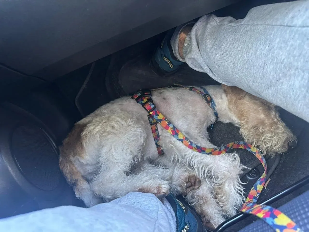 A memorable moment with a pet in our care (32)