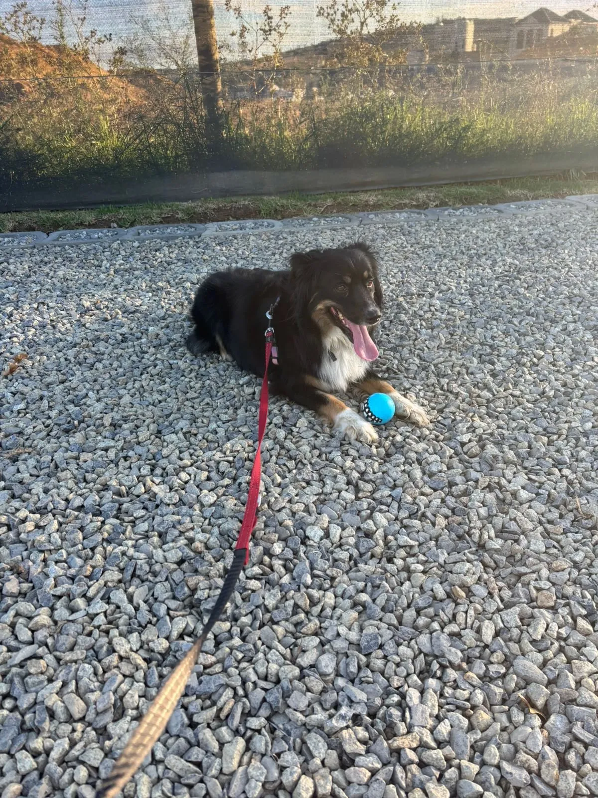 A memorable moment with a pet in our care (33)