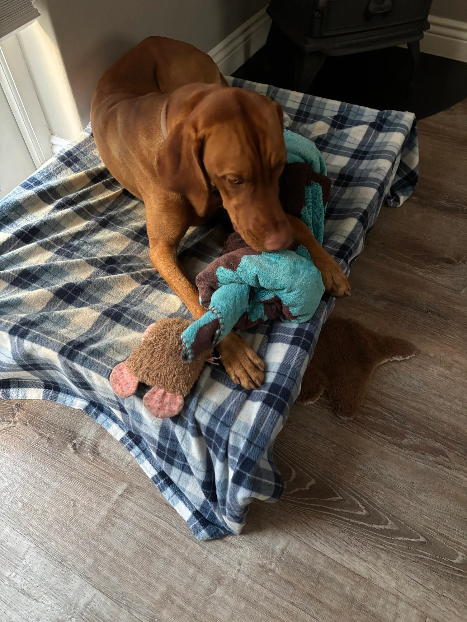 A memorable moment with a pet in our care (34)