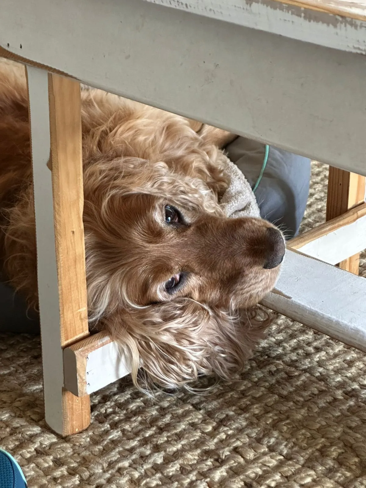 A memorable moment with a pet in our care (38)