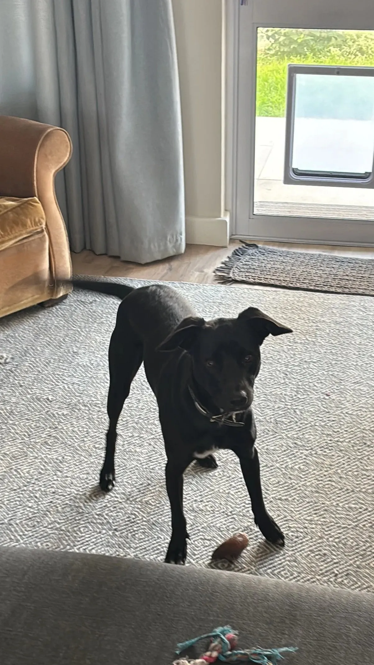 A memorable moment with a pet in our care (39)