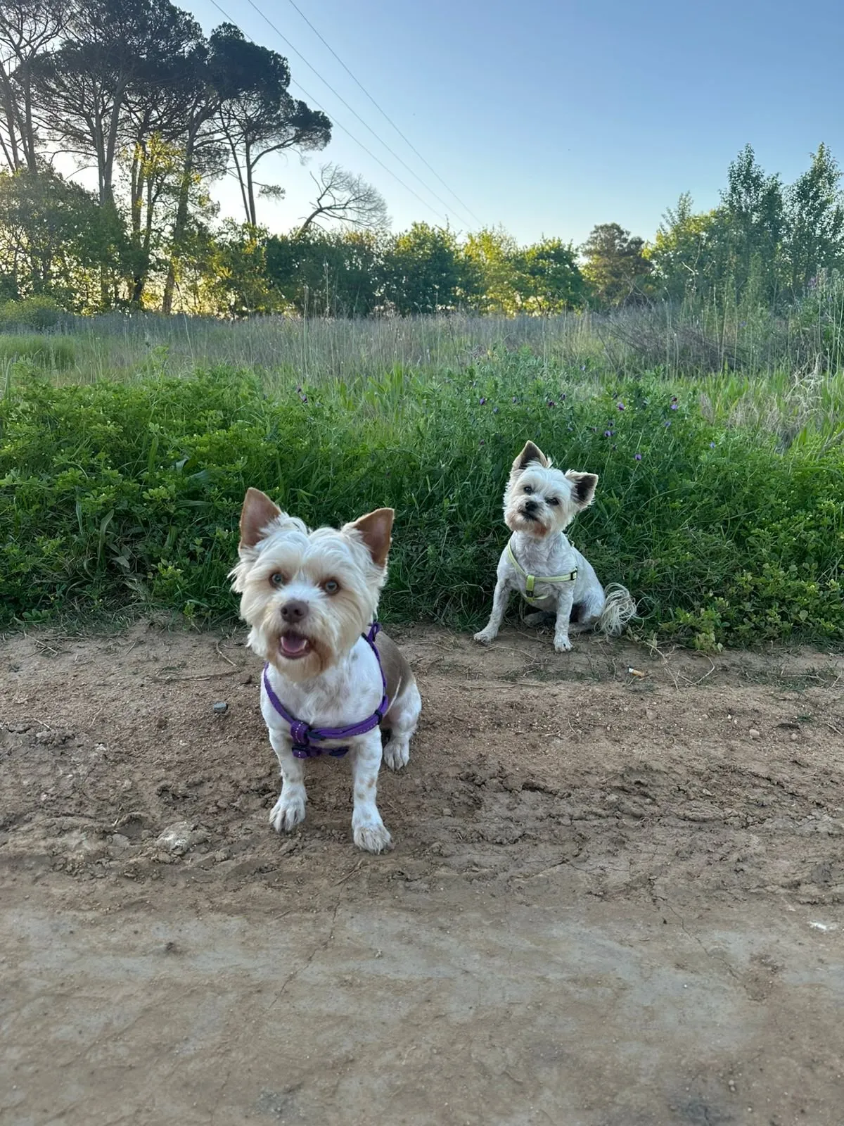 A dog on an outing