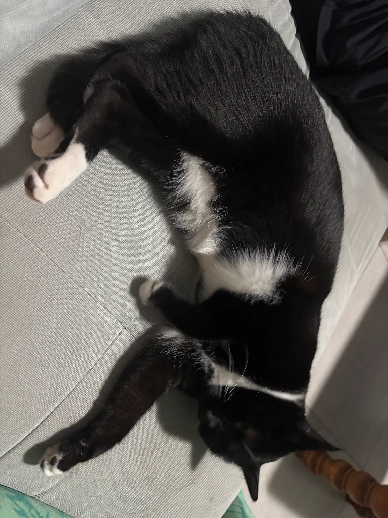 A memorable moment with a pet in our care (40)