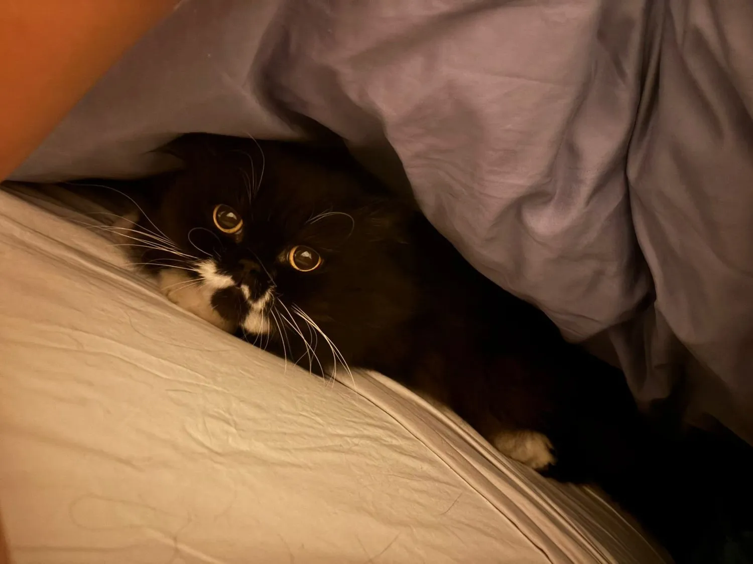 A memorable moment with a pet in our care (41)
