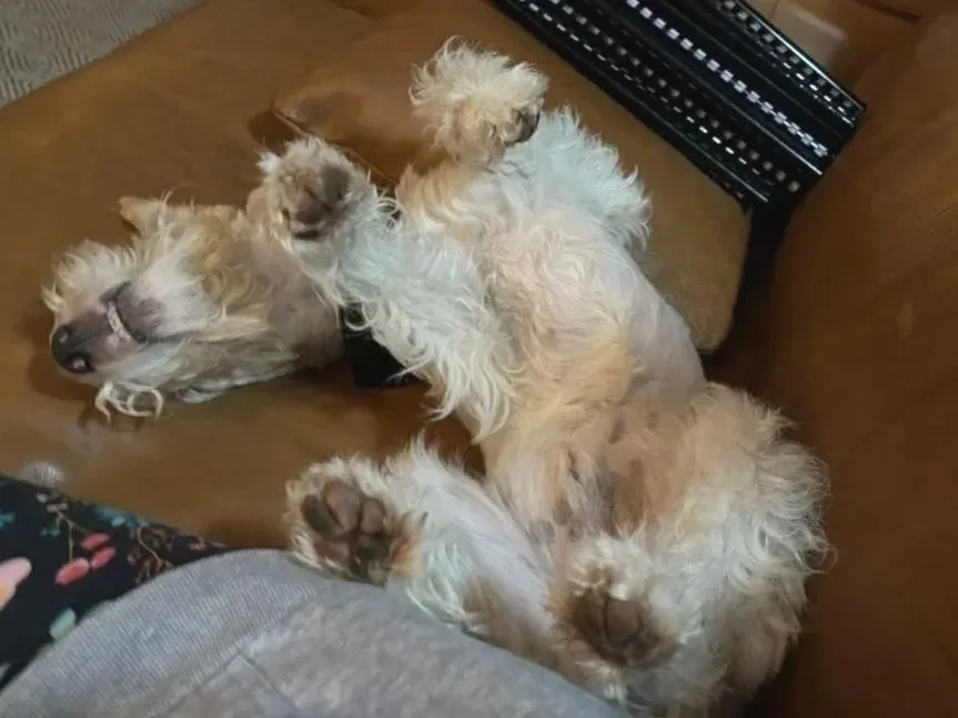 A memorable moment with a pet in our care (42)