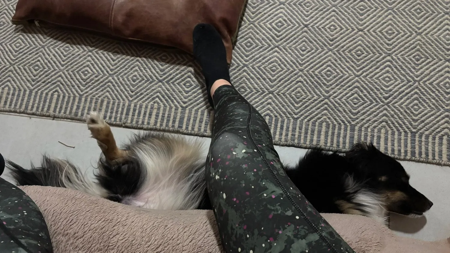 A memorable moment with a pet in our care (43)