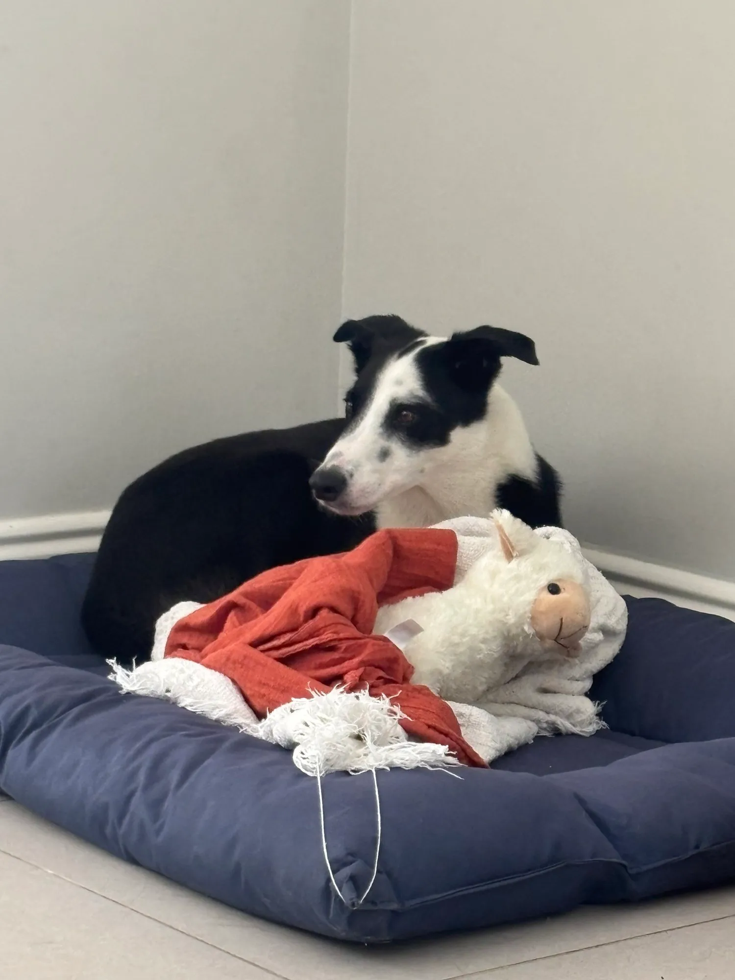 A memorable moment with a pet in our care (44)