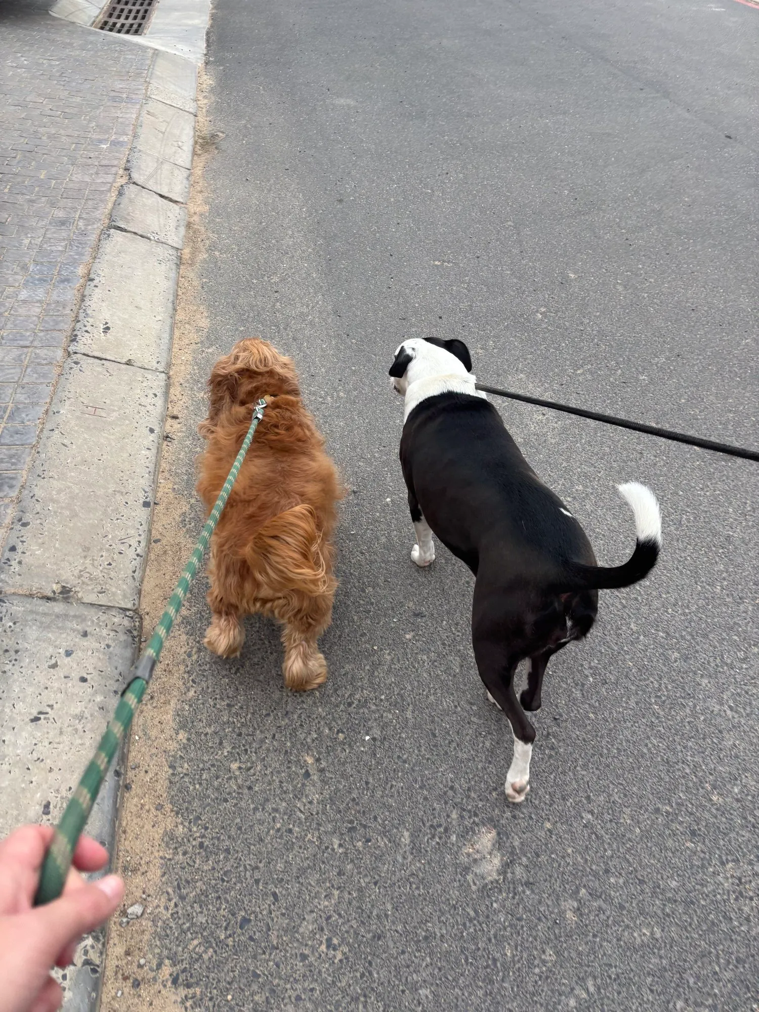 A memorable moment with a pet in our care (45)