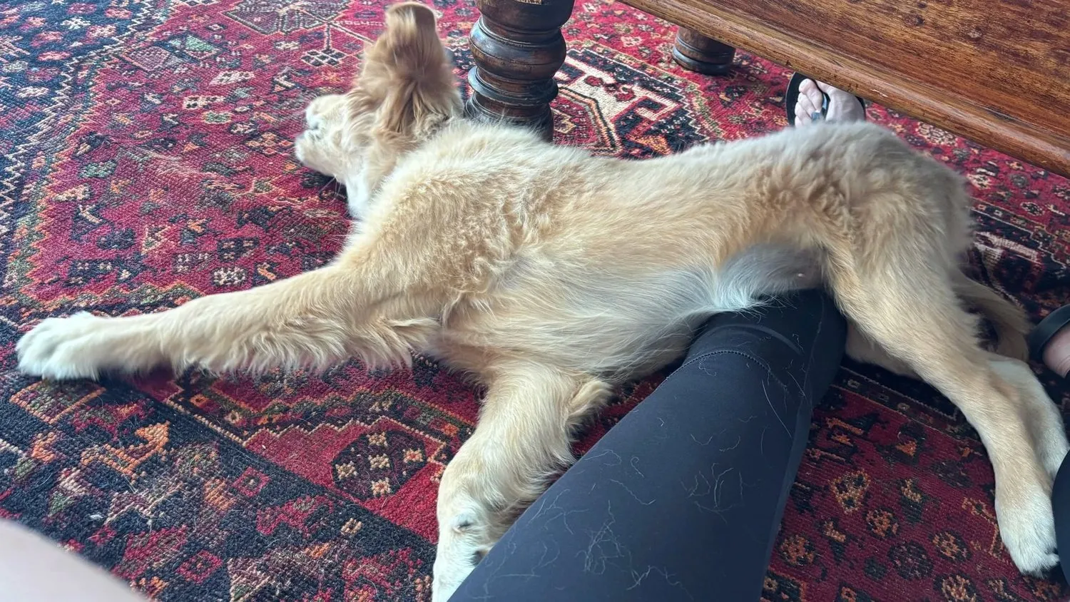 A memorable moment with a pet in our care (46)