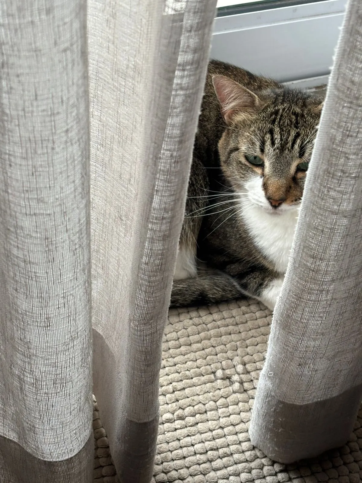 A memorable moment with a pet in our care (47)