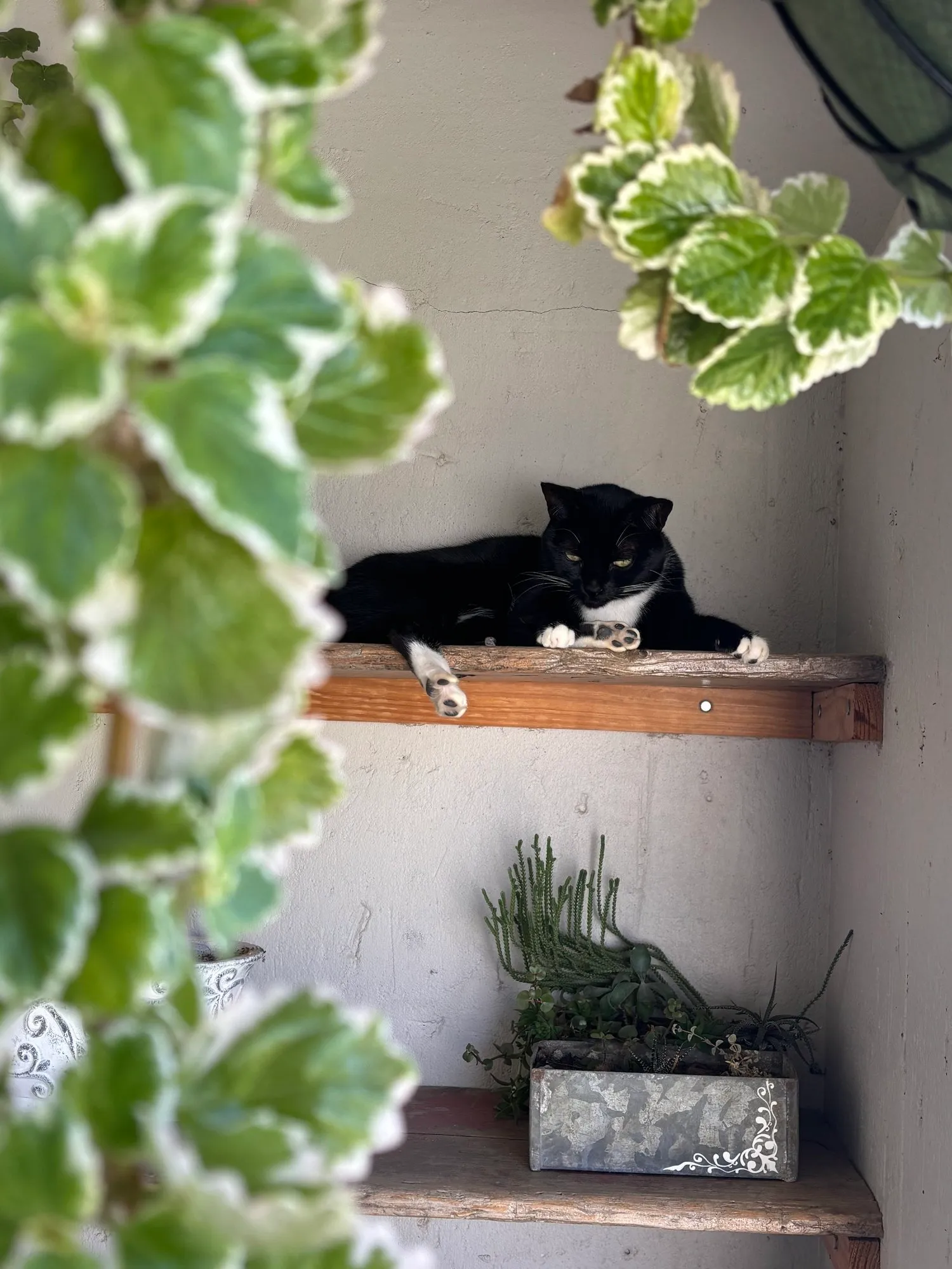 A memorable moment with a pet in our care (49)
