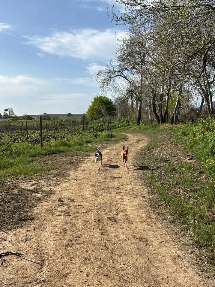 A memorable moment with a pet in our care (50)