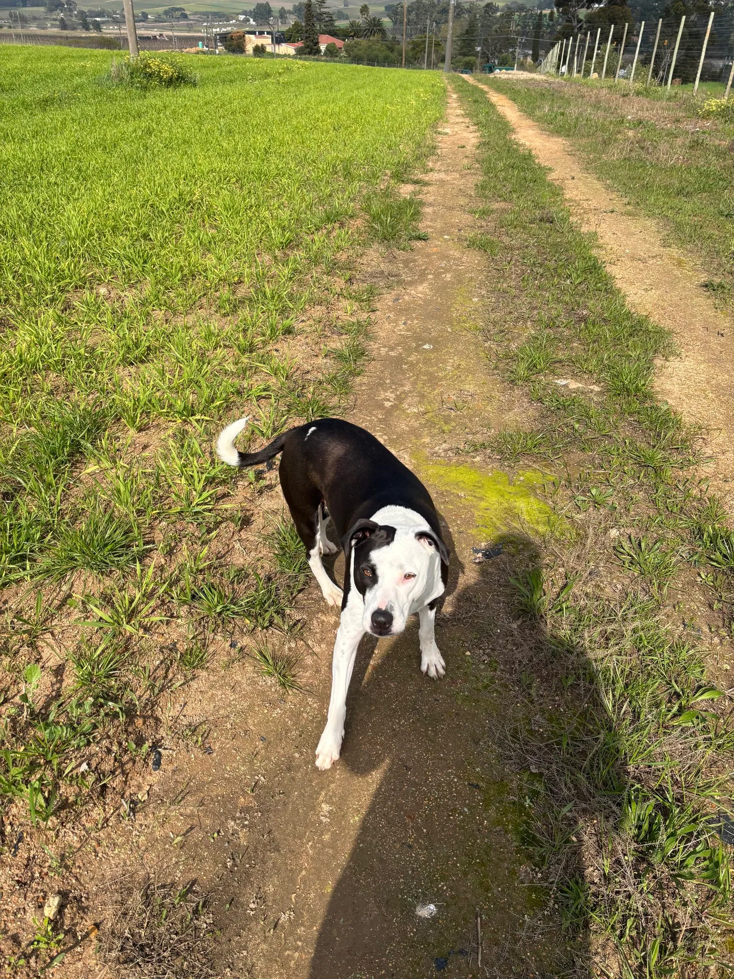 A memorable moment with a pet in our care (51)