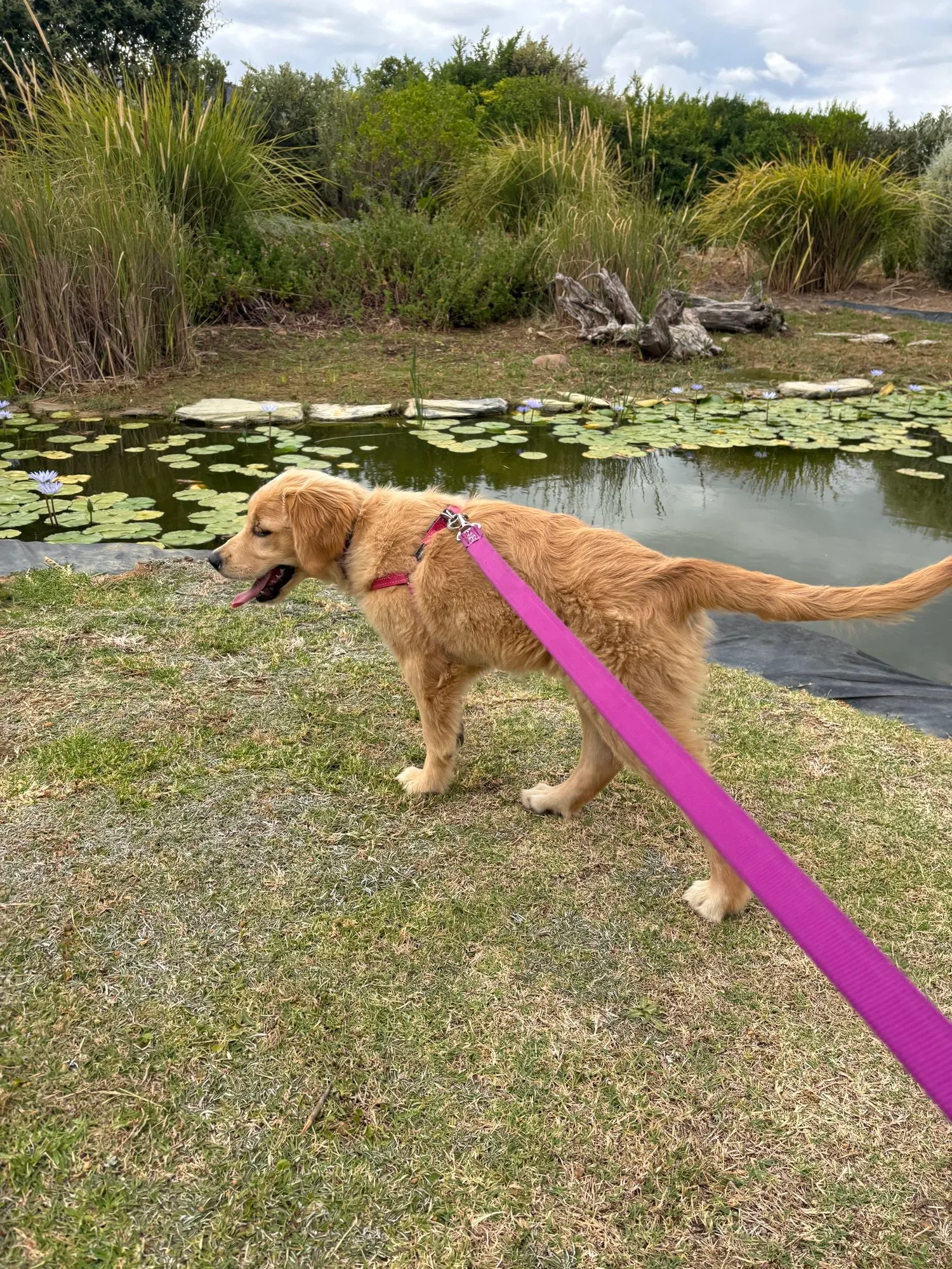 A memorable moment with a pet in our care (55)