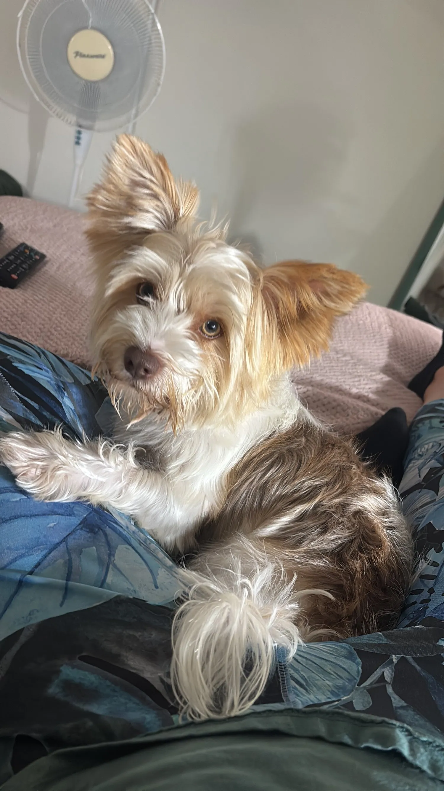 A memorable moment with a pet in our care (56)