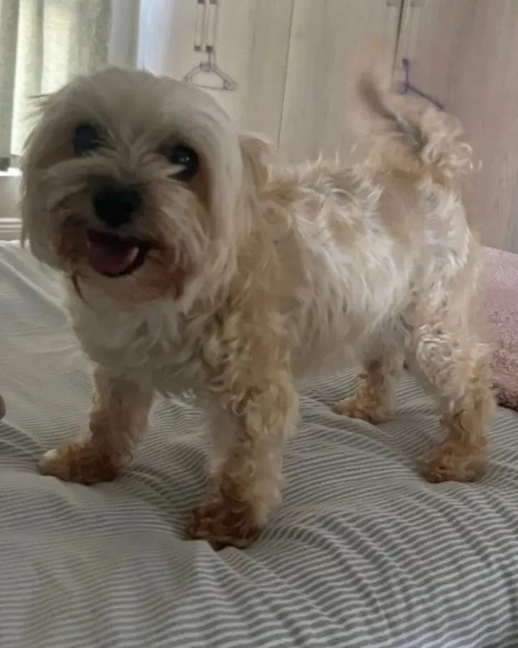 A memorable moment with a pet in our care (57)