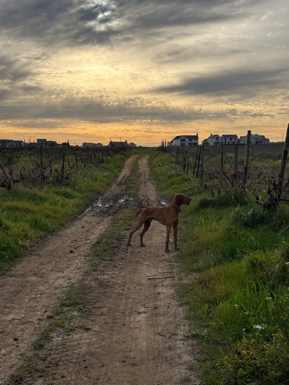 A memorable moment with a pet in our care (58)