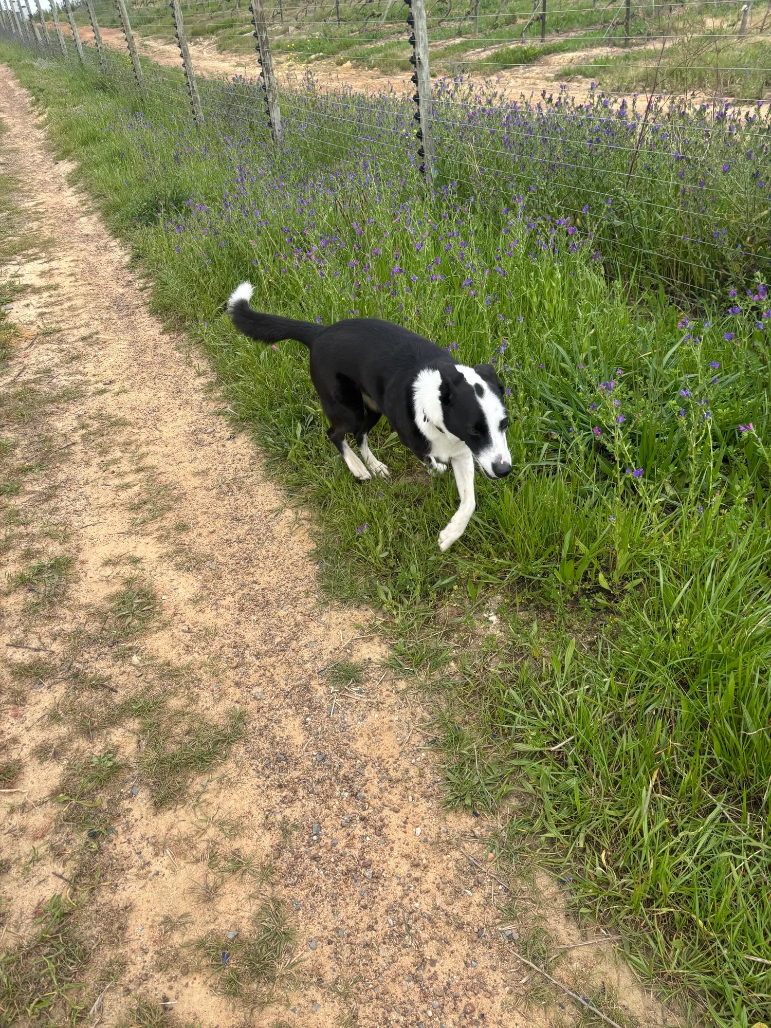 A memorable moment with a pet in our care (59)