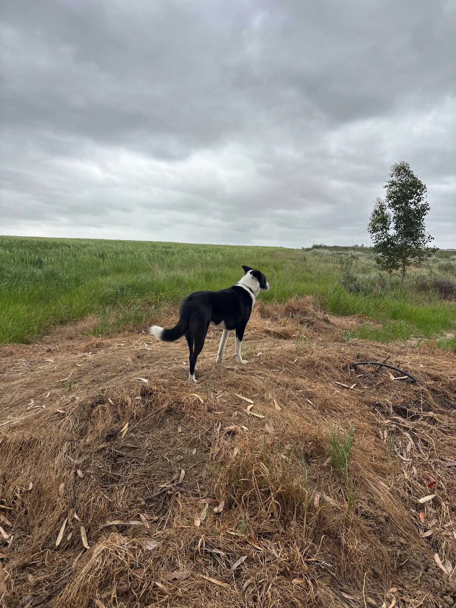 A memorable moment with a pet in our care (60)