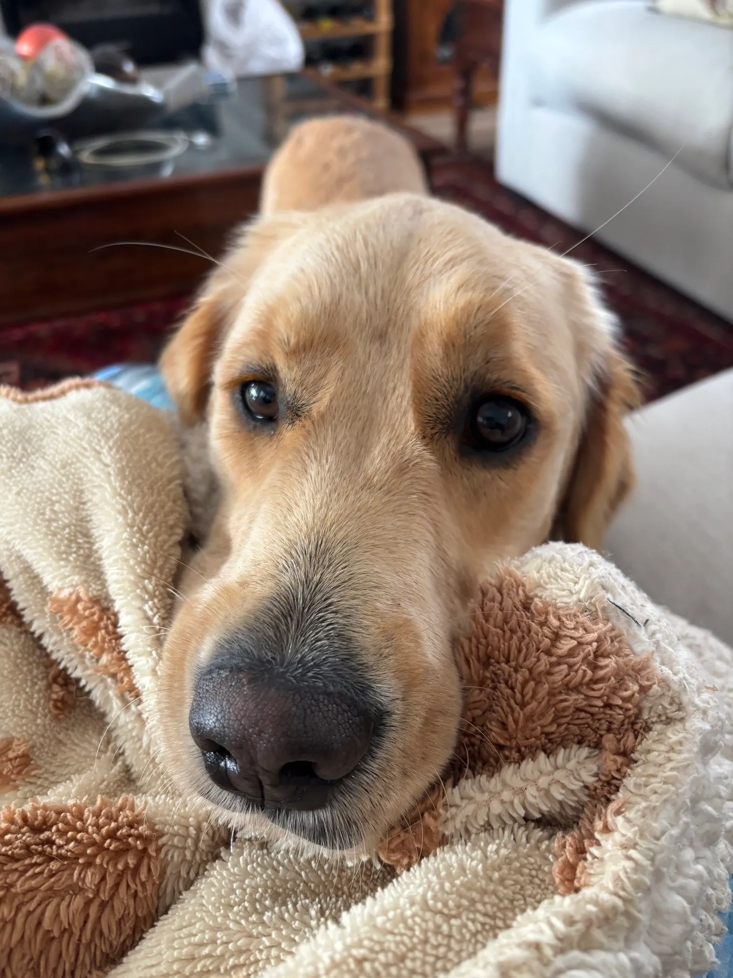 A memorable moment with a pet in our care (64)
