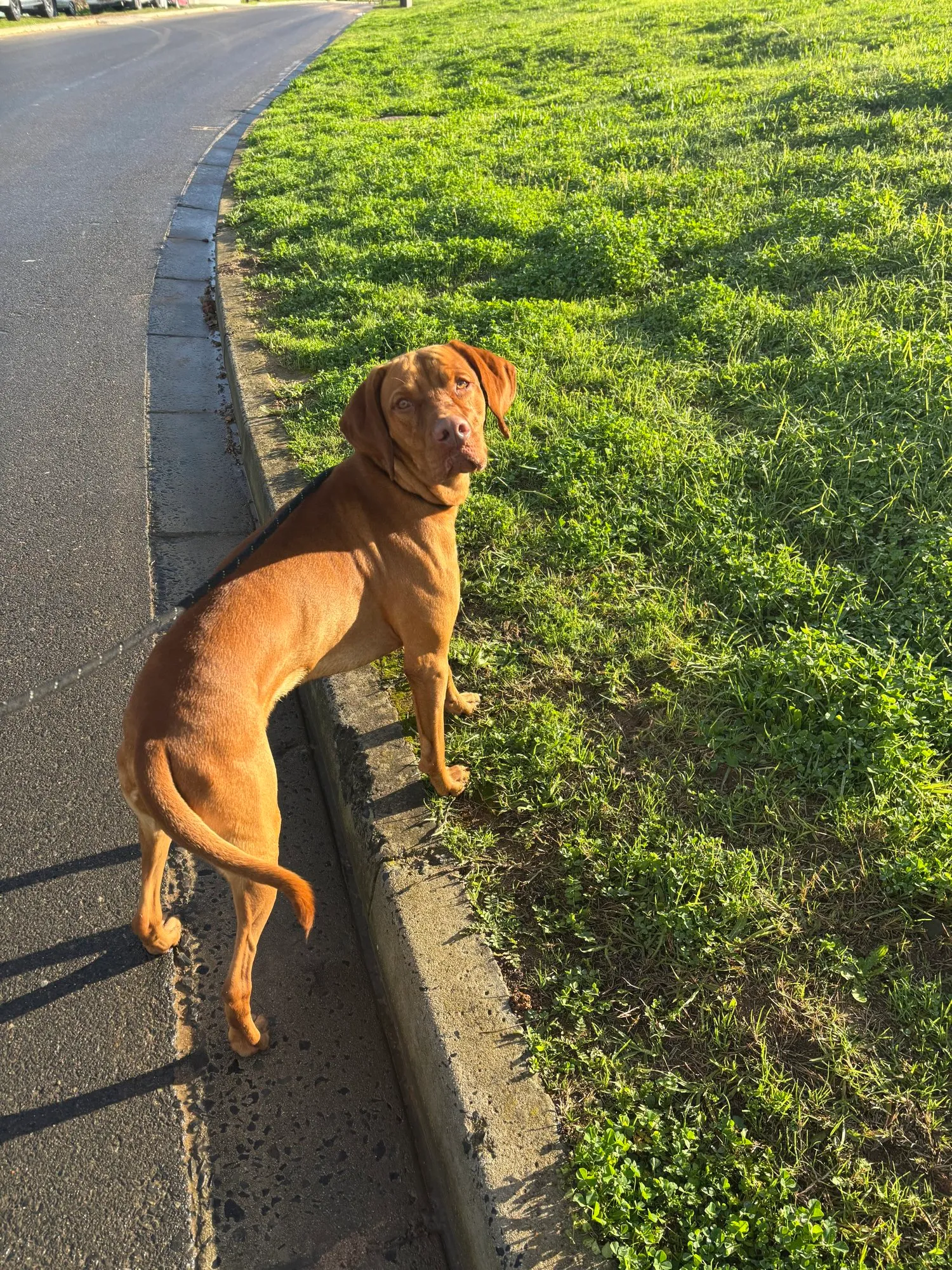 A memorable moment with a pet in our care (65)
