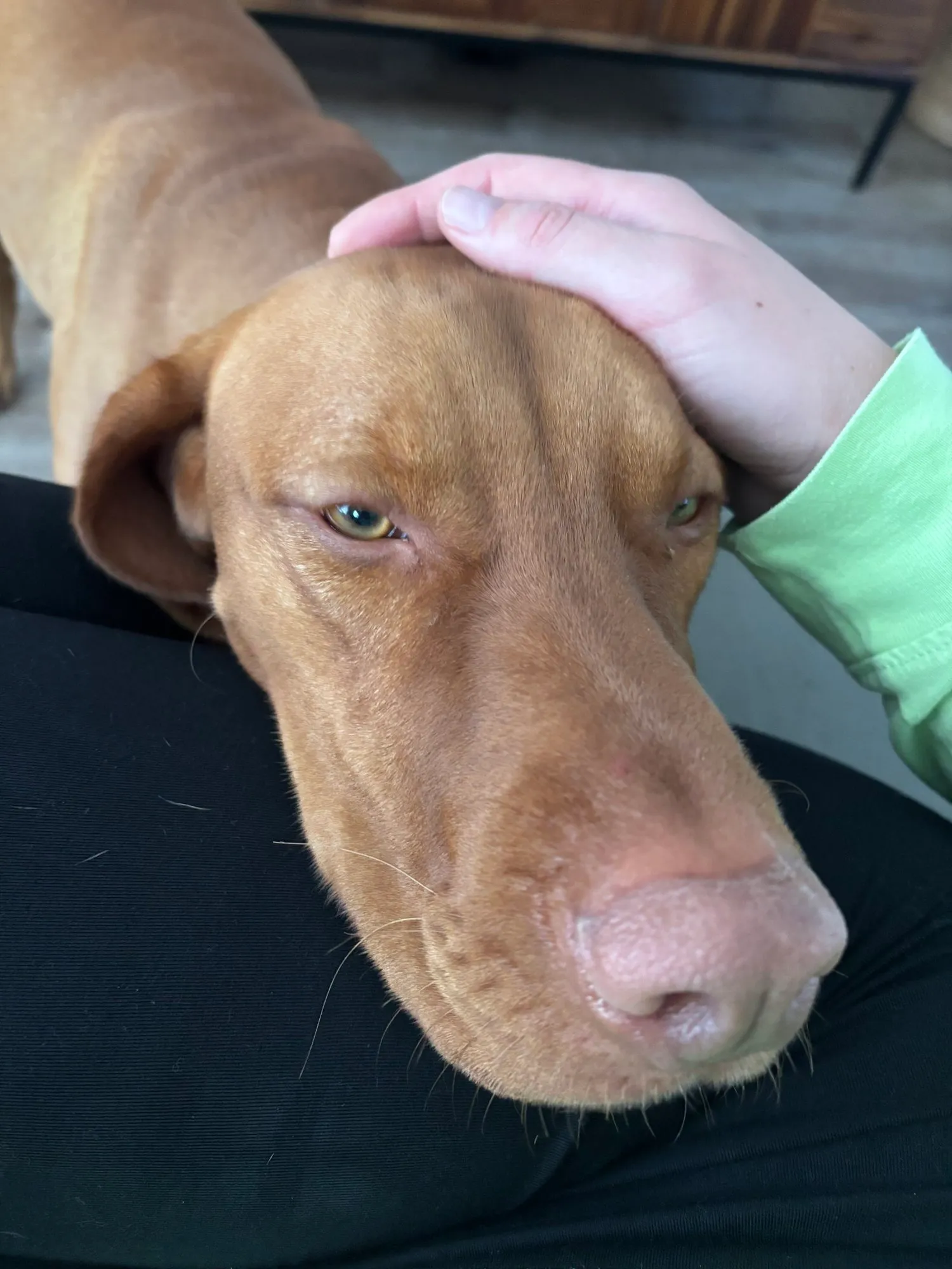A memorable moment with a pet in our care (66)