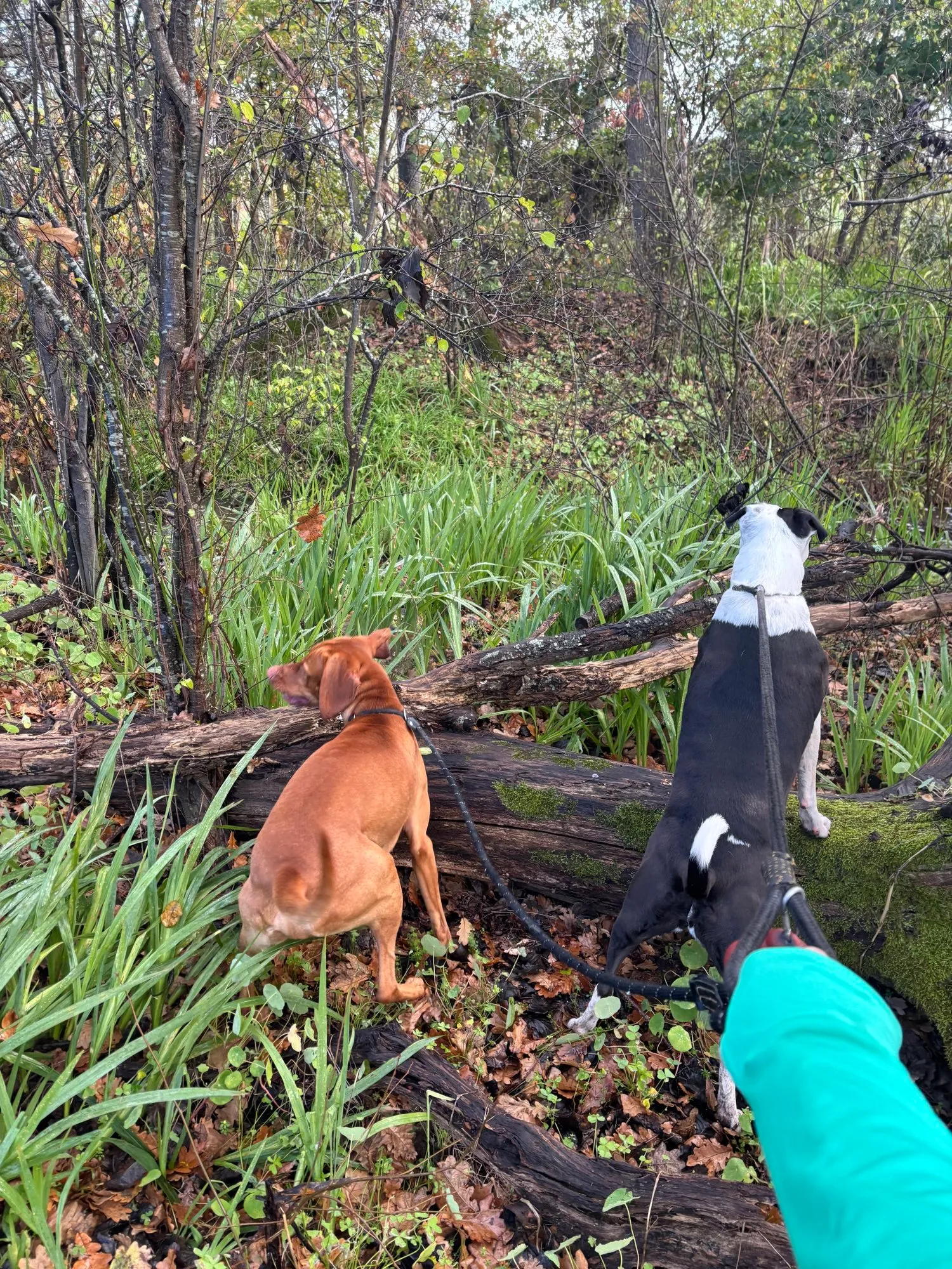 A memorable moment with a pet in our care (68)