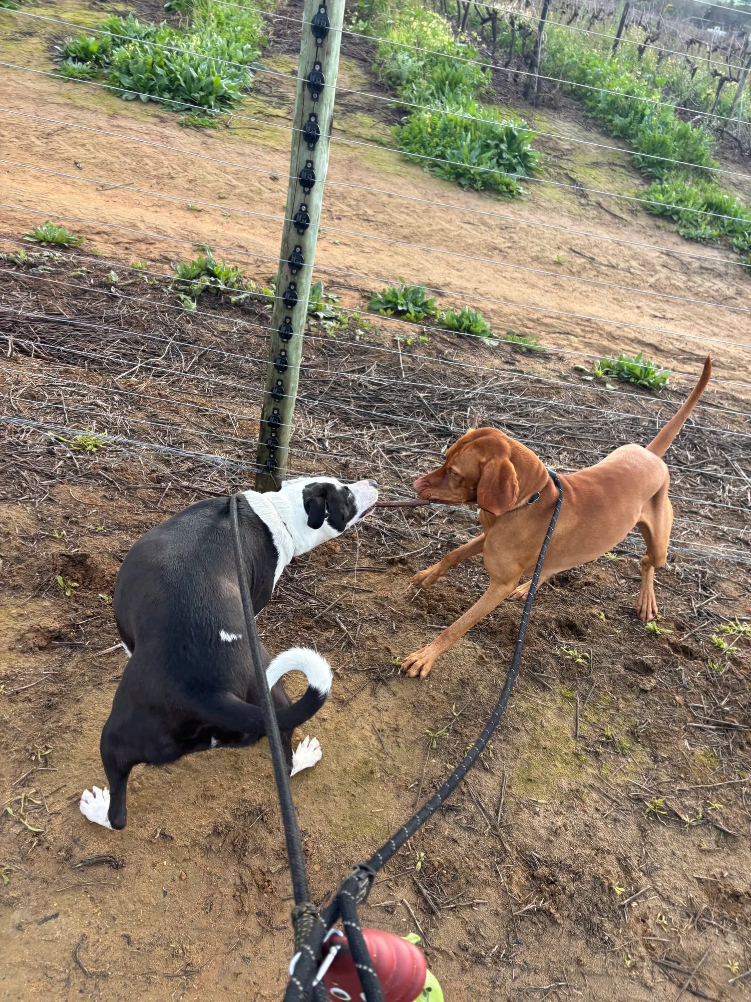A memorable moment with a pet in our care (69)
