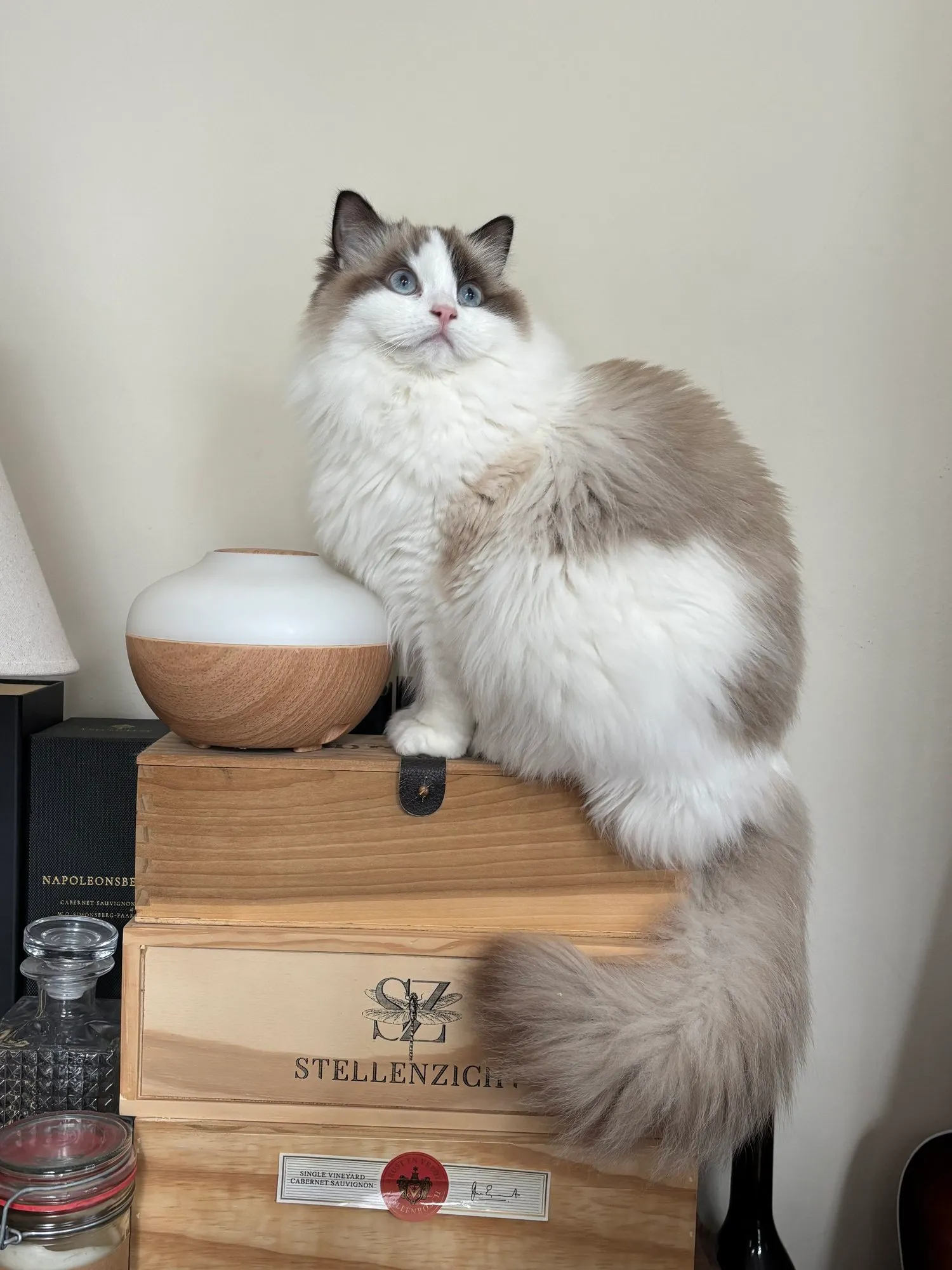 A memorable moment with a pet in our care (70)